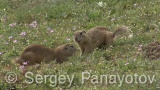 Video of Souslik - Fighting Souslik in mating period